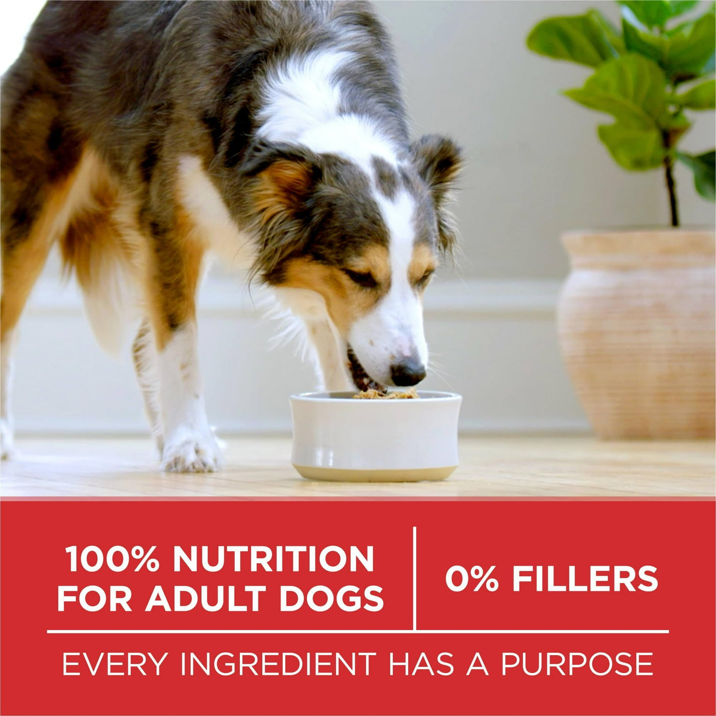 Trase A Dry Dog Food for Adult Dogs High Protein - Real Chicken & Rice - Supports Strong Immune System - Natural Sources of Glucosamine Help to Support Healthy Joints - 8 lb Bag