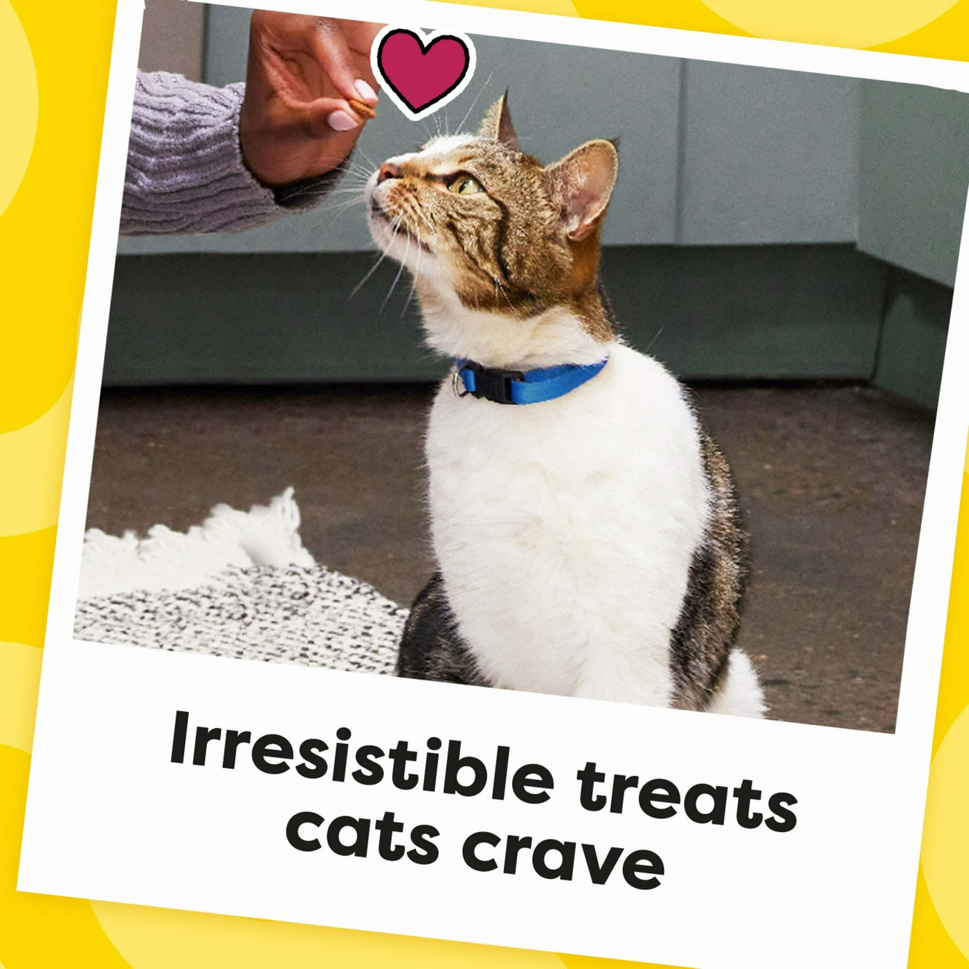 Classic Shrimpy Shrimp Flavor Limited Edition Valentine’S Day Cat Treats - Crunchy Outside Soft Inside - 16 Oz Tub