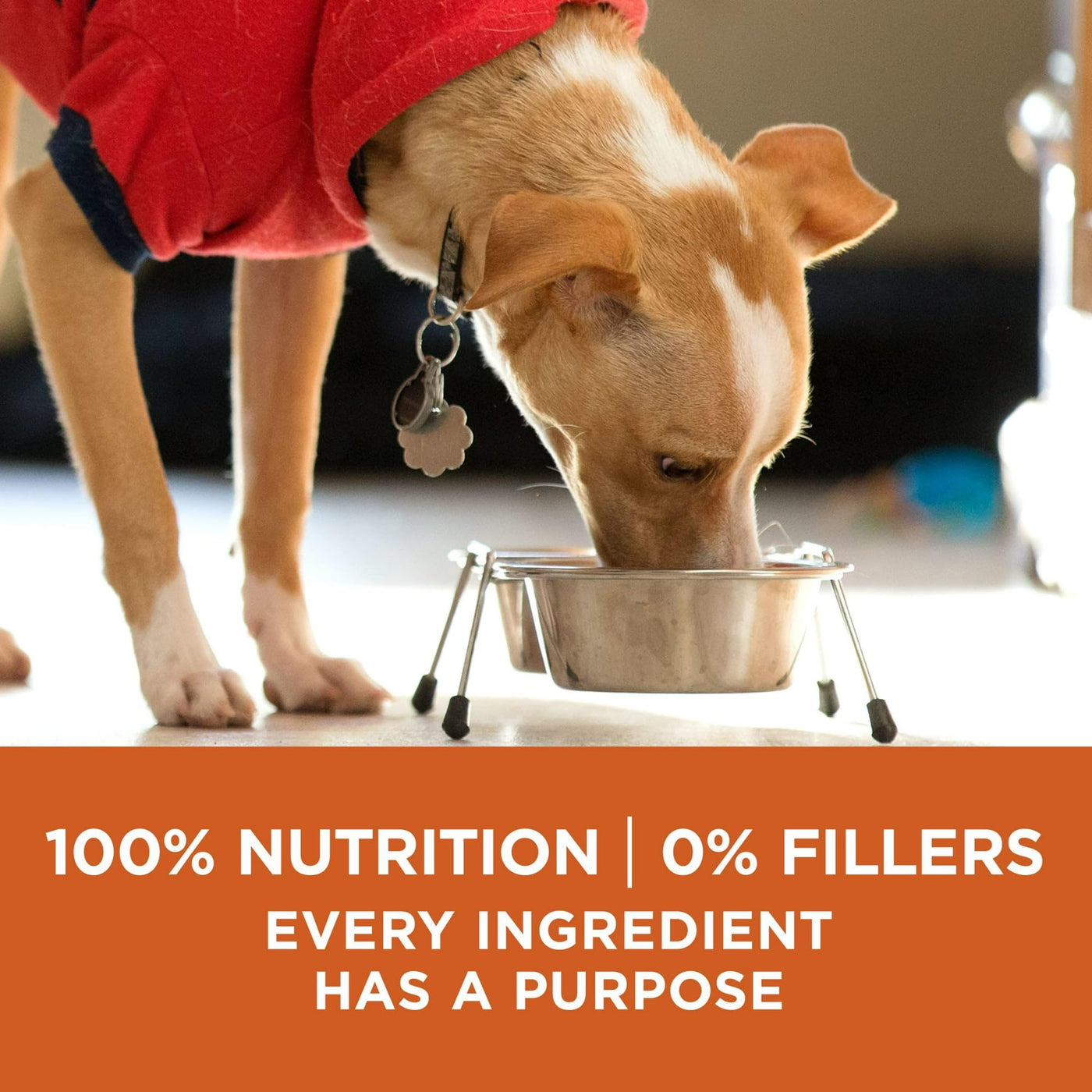 Healthy Weight Dog Food Dry Formula - Real Turkey Flavor Dry Dog Food - Support a Strong Immune System - Deliciously Crunchy Bites - 8 lb Bag