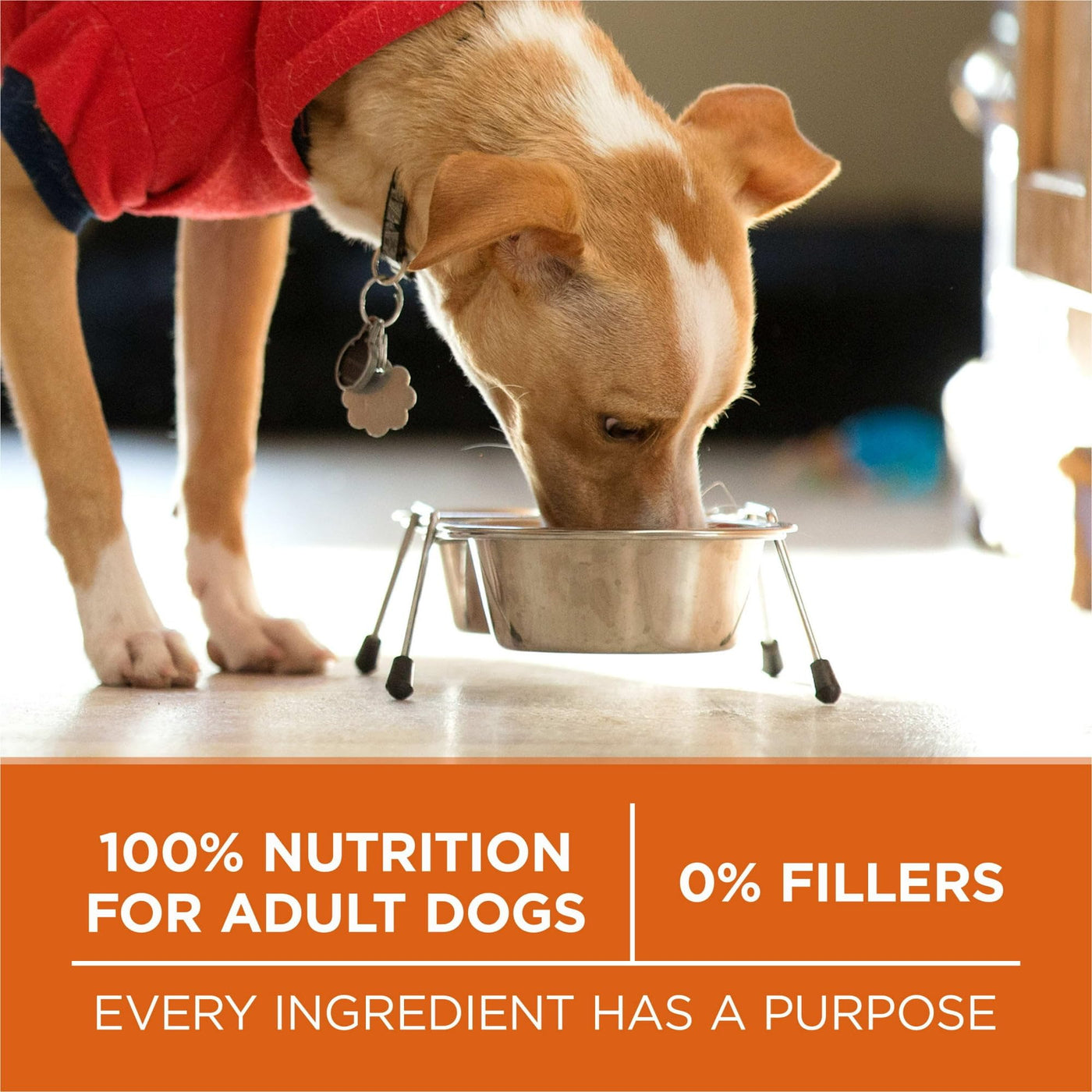 Healthy Weight Dog Food Dry Formula - Real Turkey Flavor Dry Dog Food - Support a Strong Immune System - Deliciously Crunchy Bites - 8 lb Bag